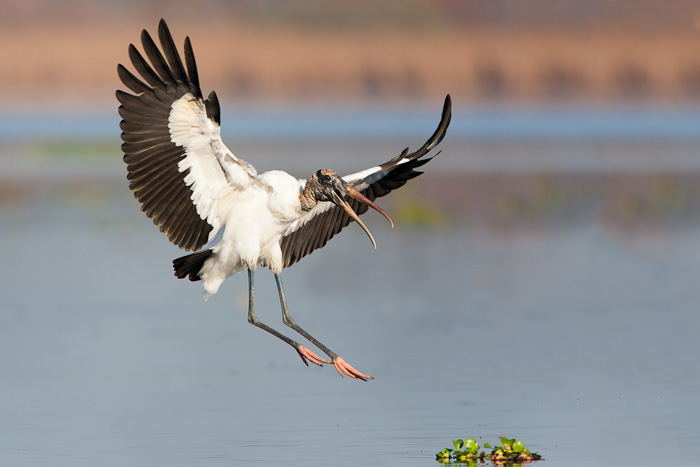 Mycteria-americana;Stork;Wood-Stork